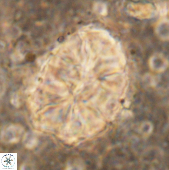 Assipetra elliptica 7177