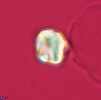 Assipetra infracretacea 3474