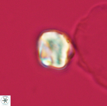 Assipetra infracretacea 3474