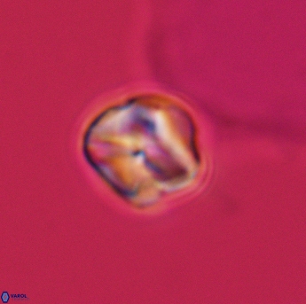 Assipetra infracretacea 3475