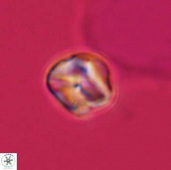 Assipetra infracretacea 3475