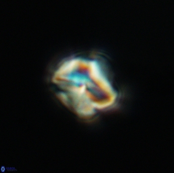 Assipetra infracretacea 3476