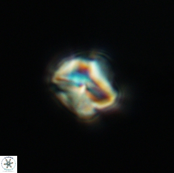 Assipetra infracretacea 3476