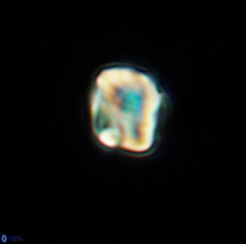 Assipetra infracretacea 3473