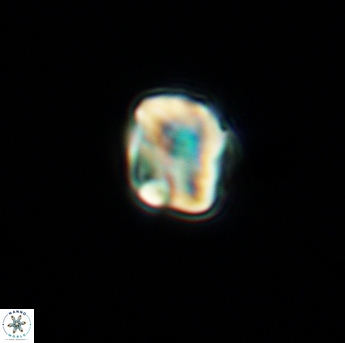 Assipetra infracretacea 3473
