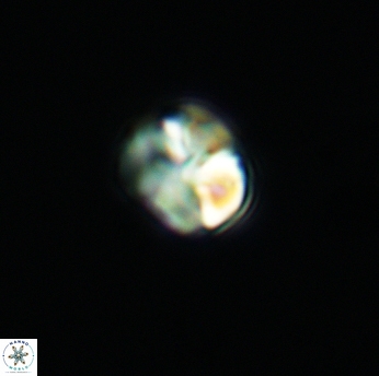 Assipetra infracretacea 3514