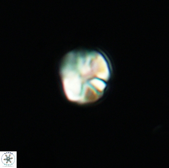 Assipetra infracretacea 3517