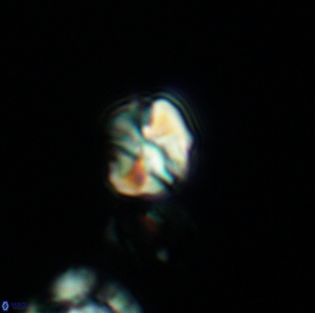 Assipetra infracretacea 3519