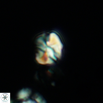 Assipetra infracretacea 3519