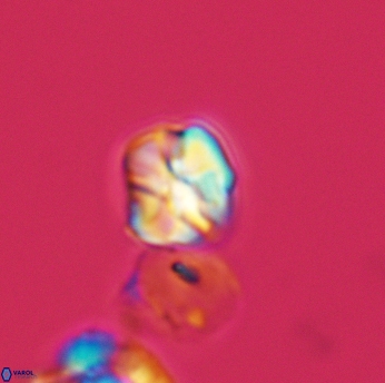 Assipetra infracretacea 3520