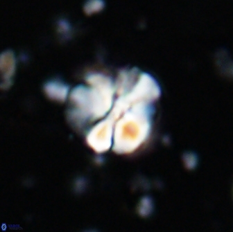 Assipetra terebrodentarius 7179