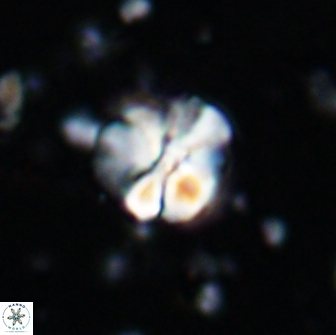 Assipetra terebrodentarius 7179