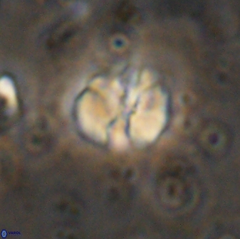 Assipetra terebrodentarius 7184