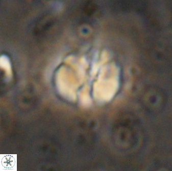 Assipetra terebrodentarius 7184