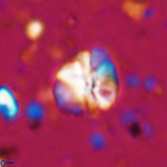 Assipetra terebrodentarius 7180