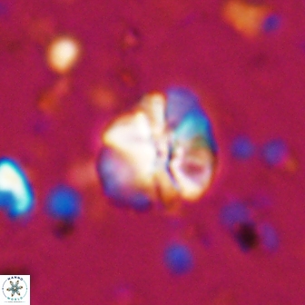 Assipetra terebrodentarius 7180