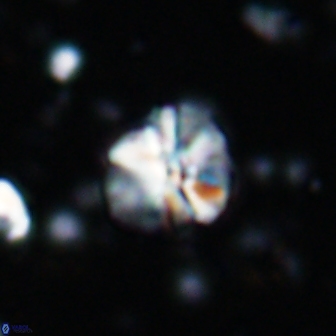 Assipetra terebrodentarius 7181