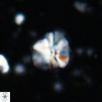 Assipetra terebrodentarius 7181