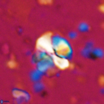 Assipetra terebrodentarius 7182