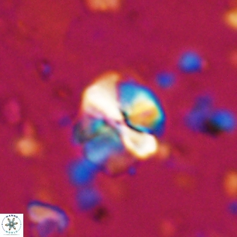 Assipetra terebrodentarius 7182