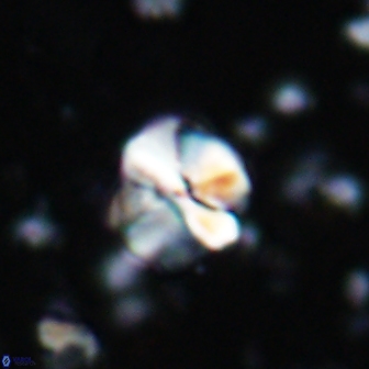 Assipetra terebrodentarius 7183