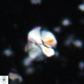 Assipetra terebrodentarius 7183