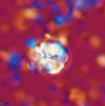 Assipetra terebrodentarius 7195