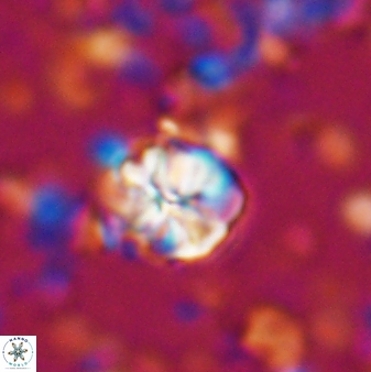 Assipetra terebrodentarius 7195
