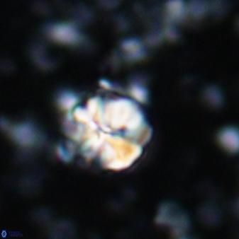 Assipetra terebrodentarius 7196