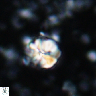 Assipetra terebrodentarius 7196