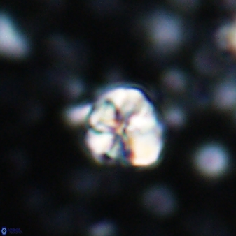 Assipetra terebrodentarius 7197