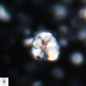 Assipetra terebrodentarius 7197