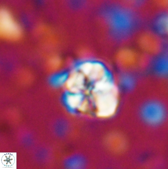 Assipetra terebrodentarius 7198