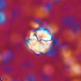 Assipetra terebrodentarius 7199