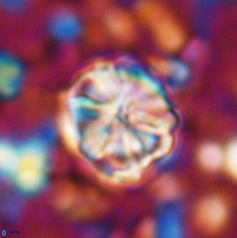 Assipetra terebrodentarius 7204