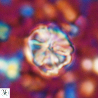 Assipetra terebrodentarius 7204