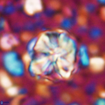 Assipetra terebrodentarius 7205