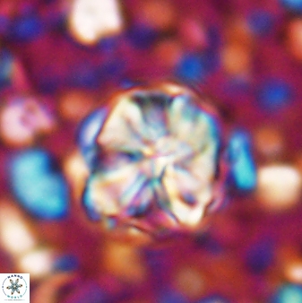 Assipetra terebrodentarius 7205