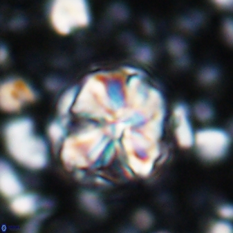 Assipetra terebrodentarius 7206