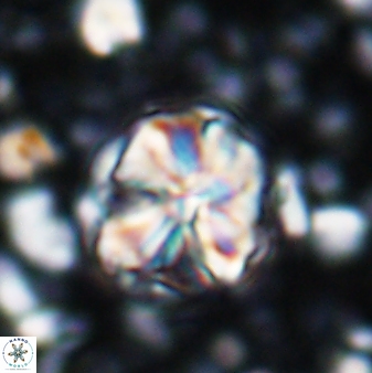 Assipetra terebrodentarius 7206