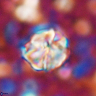 Assipetra terebrodentarius 7207