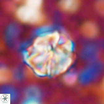 Assipetra terebrodentarius 7207