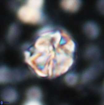 Assipetra terebrodentarius 7208