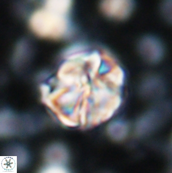 Assipetra terebrodentarius 7208