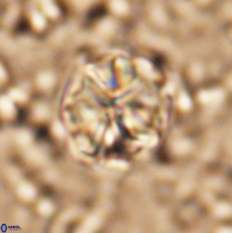 Assipetra terebrodentarius 7209