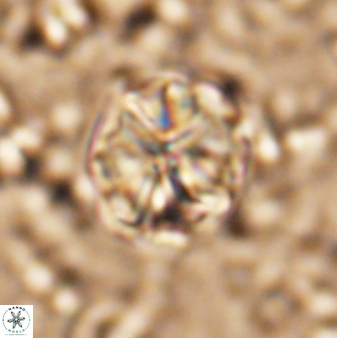 Assipetra terebrodentarius 7209