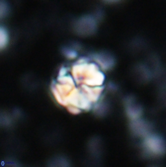 Assipetra terebrodentarius 7200