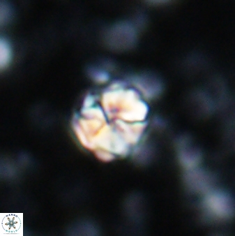 Assipetra terebrodentarius 7200