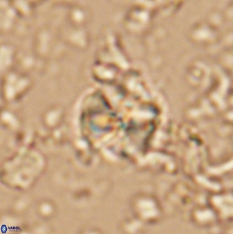 Assipetra terebrodentarius 7201