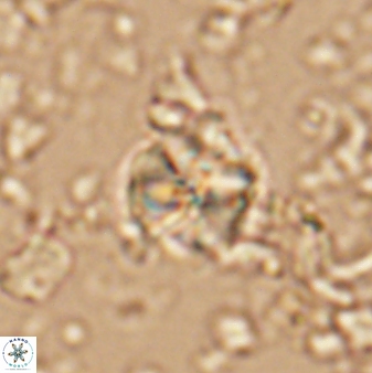 Assipetra terebrodentarius 7201
